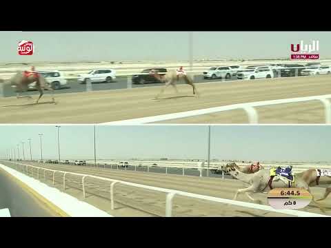 ش الخنجر 3 (غصاب) لـ محمد عبدالله بن سعيد بوصلعه 12:36:34  ، مهرجان ختامي الشحانية 2026/04/29 زمول