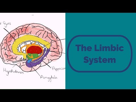 The Limbic System