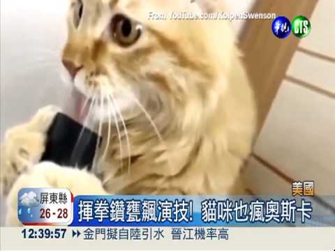 角逐"貓"王! 貓界奧斯卡爭奇逗趣