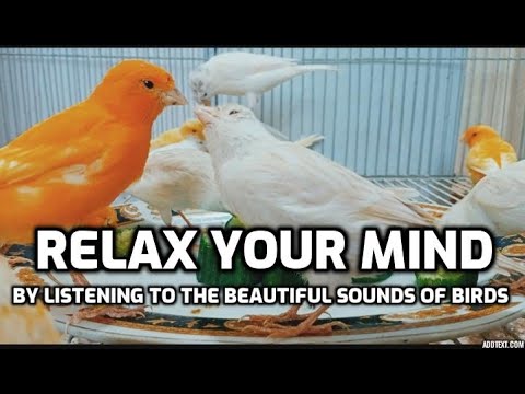 Relax Your Mind: Cat TV Bird Watch - Videos for Cats to Watch Birds and Unwind NEW 2023