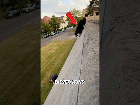 Ein UNSCHLAGBARES Team😲