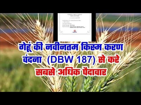 Dbw 187 karan vandana wheat seed, for agriculture