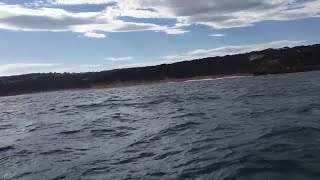 faze tari rechinii sar deasupra apei