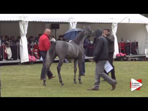 N.217 HANAYA KARAM - Bruges 2015 International - Egyptian Junior Cols (1 until 3 years ) (Class 115)