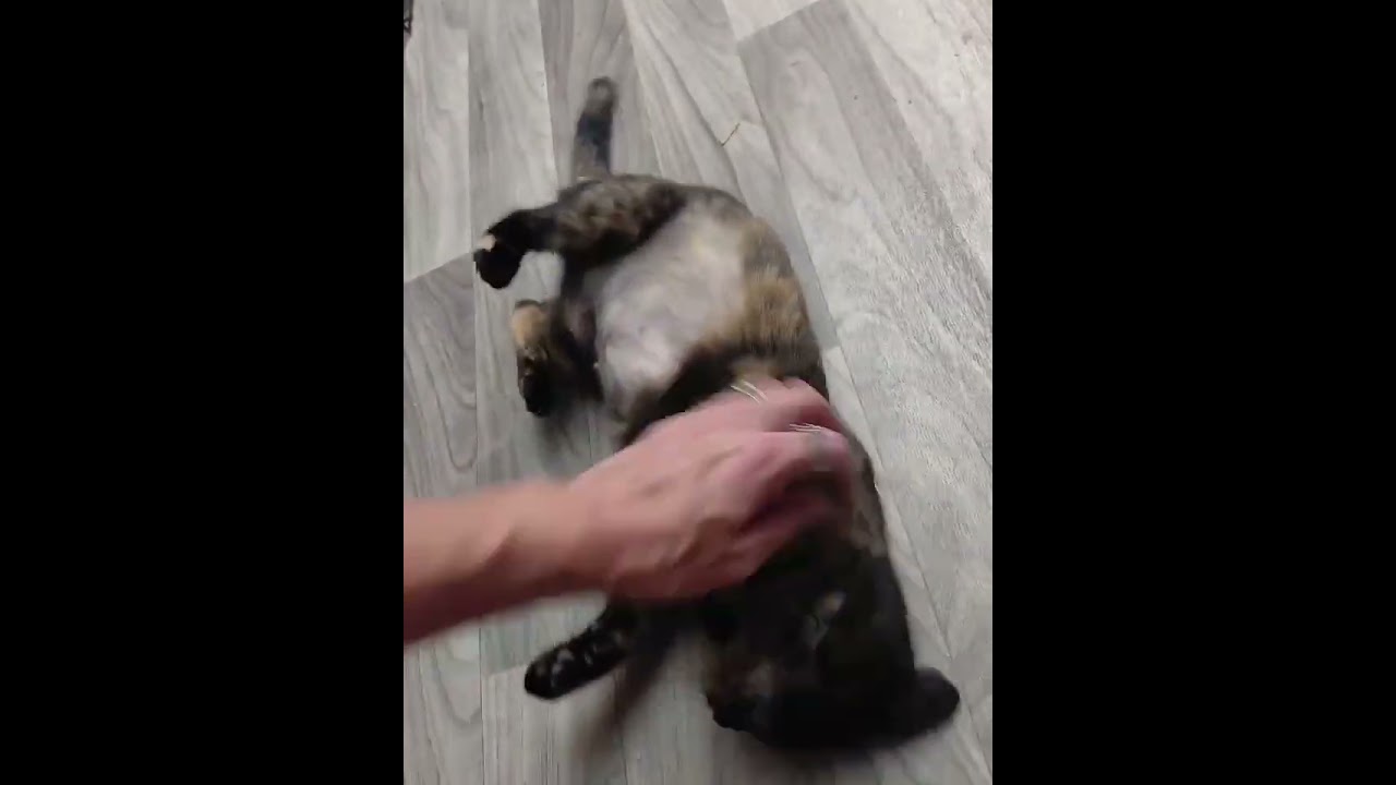 Enlarge Amber, a Adopted Domestic Short Hair in Kent, WA video 5/6