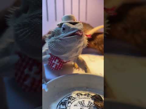 Yami#Pet lizard#Bearded dragon#The magical creatures are trembling#Pet climbing#Daily