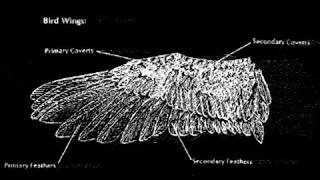 Dan Stearns - Dark Doug (For Derek Bailey,01.30.1929 – 12.25.2005)