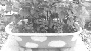 the muffs - my whore