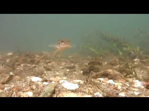 What does the gudgeon eat?