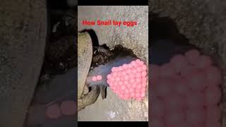 Download lagu Snail lying eggs. #pestcontrol #entomologist #snail mp3 Download lagu Snail lying eggs. #pestcontrol #entomologist #snail mp3