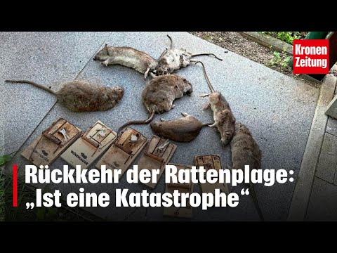 "Die Ratten sind los" | krone.tv NEWS