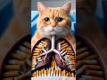 Triste Historia del GATO fumador y el cancer #gato #gatofumador