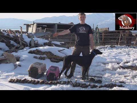 43 Rats Caught By Mink and Dog!!!!!