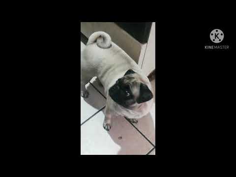 72 fotos de mis perros con superfast jellyfish y empire ants instrumentales de fondo