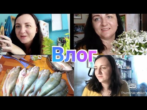 Один день из жизни / Я счастлива / Чищу рыбу / Готовлю / Покупки / Anika Z влог