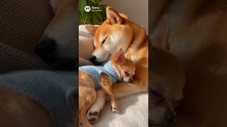 柴犬とチワワの添い寝