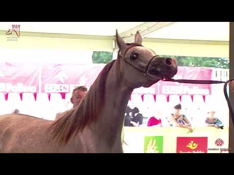 N.6 ECHO ANASTAZJA - 2020 PRIDE OF POLAND - 42nd Arabian Horse National Show - Yearling Fillies ...