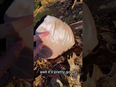 Umarex P08 Luger Replica CO2 Pistol Review