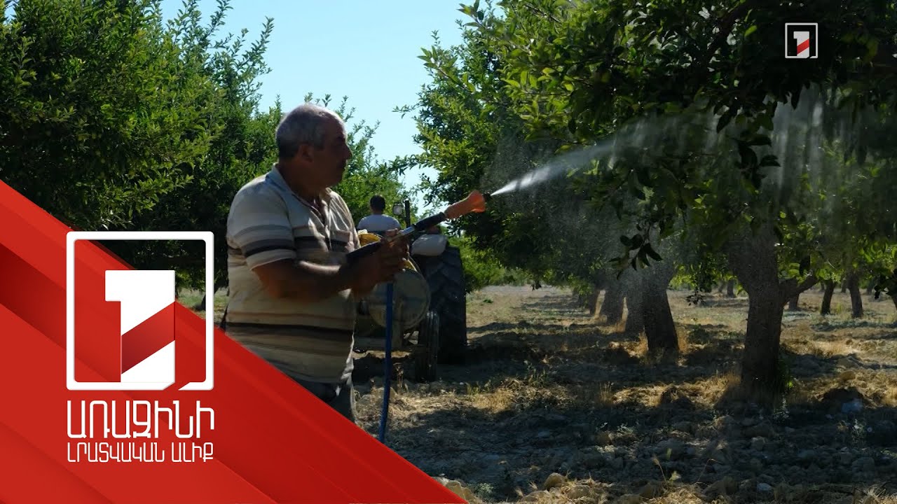 Բյուջեի միջոցներով 16 հազար հա տարածքի համար թունաքիմիկատներ են տրամադրվել․ պայքար վնասատուների դեմ