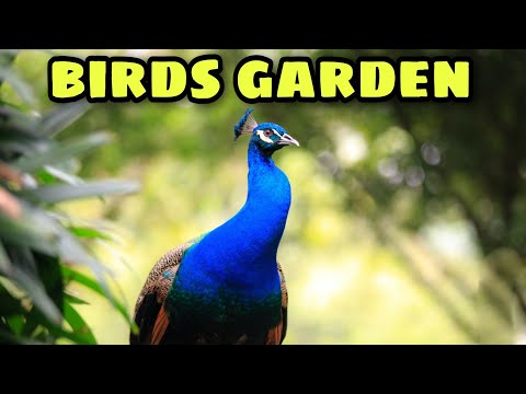 IRAN 🇮🇷 | walking on birds garden in isfahan city  😍🚶‍♂️