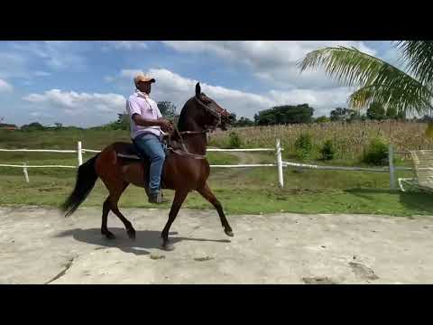 Caballos colombianos criadero la chuculera Balzar guayas Ecuador Felipe Meza