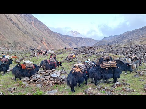 Himalayan Village Life | The Yak Farm | Dolpa Nepal | Best Compilation Video | Real Nepali Life |