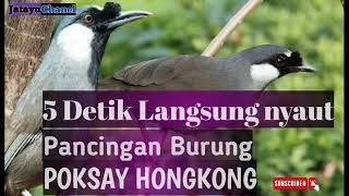Download lagu 5 Detik langsung nyaut.Pancingan Poksay hongkong betina untuk poksay hongkong Jantan agar ikut gacor mp3