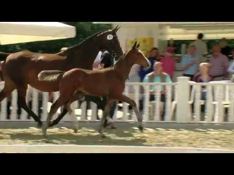 Hf v Zonik One   San Amour   Florencio I 2017