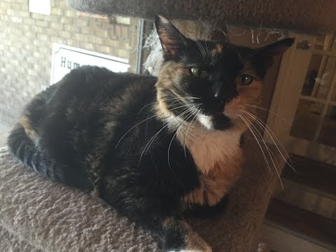 Hurricane Katrina Rescue Cat Is Our B101.7 Pet of the Week