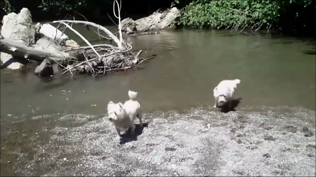 Westie Fun at Austin Creek