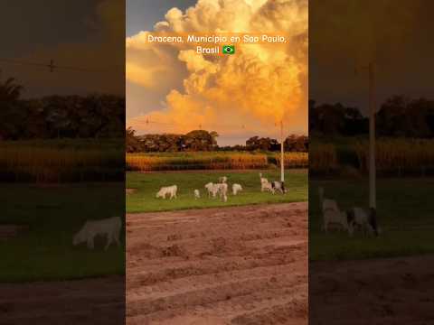Dracena, Municipio en Sao Paulo, Brasil 🇧🇷 #youtube #shorts #travel #relaxing #foryou #brasil #viral