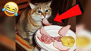 СМЕШНЫЕ ЖИВОТНЫЕ 2019 / ПРИКОЛЫ КОТЫ СОБАКИ, ЛУЧШИЕ ПРИКОЛЫ с Кошками и Собаками Funny Cats