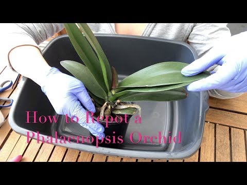 , title : 'Repotting a Phalaenopsis Orchid : Beginner Care Tips'