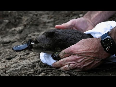 Schnabeltiere in Nationalpark umgesiedelt