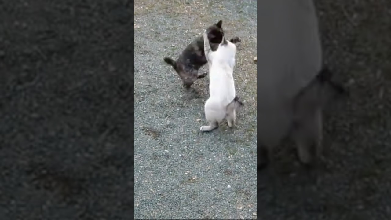 【いなか猫、過去動画の切り抜き（105）】 #いなか猫 ＃猫の喧嘩＃shorts