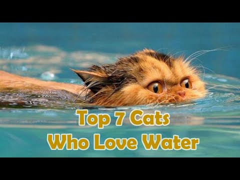 Top 7 Cats Who Love Water