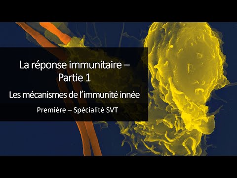 Cours Spé SVT 1eres - Immunité 1 - Les mécanismes de l'immunité innée
