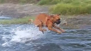 Boxer's first visit to a lake