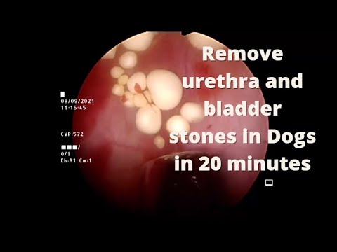 Endoscopically assisted Cystotomy, an easy way to remove urethra and bladder stones in pet animals
