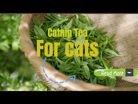 cats can drink catnip tea