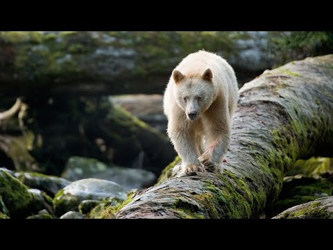 Ryan Reynolds Narrates a Journey Through the GREAT BEAR RAINFOREST | IMAX | Full Movie