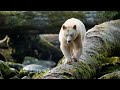 Ryan Reynolds Narrates A Journey Through The GREAT BEAR RAINFOREST IMAX Full Movie