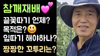 텃밭, 참깨재배???? 끝꽃따기 언제? 왜????? 잎따기 해야하나? 짱짱한 꼬투리 만들려면?