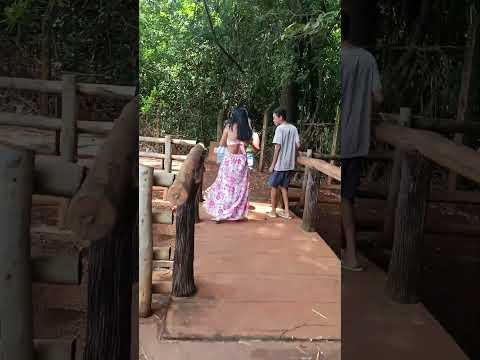 lindo demais isso aqui na cidade do Rio quente Goiás veja quantos peixe#yutubeshorts