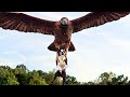 The Eagle Attack Scene | Strays | CLIP