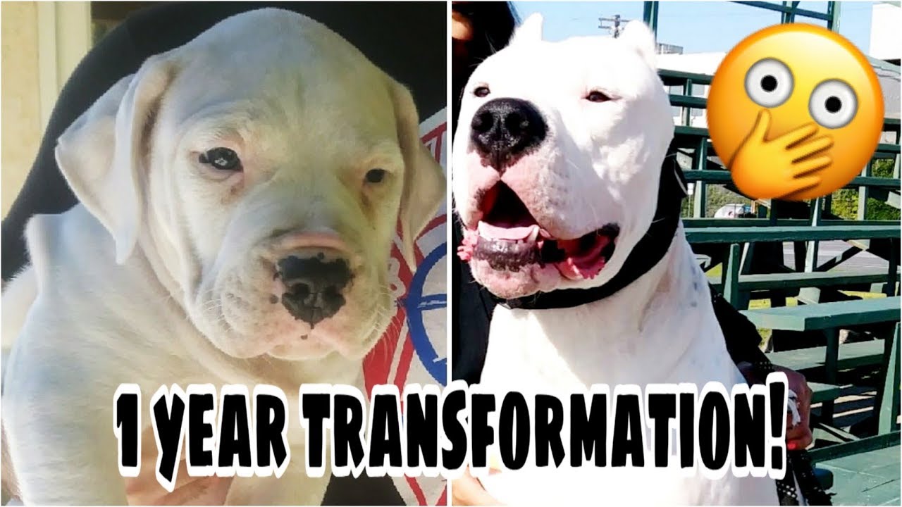 Watch video WATCH ME GROW | 8 WEEKS - 1 Y/O | Puppy to DOG | DOGO ARGENTINO Now WATCH ME GROW | 8 WEEKS - 1 Y/O | Puppy to DOG | DOGO ARGENTINO