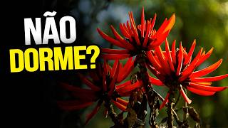 A PLANTA que muita gente usa quando o SONO não vem