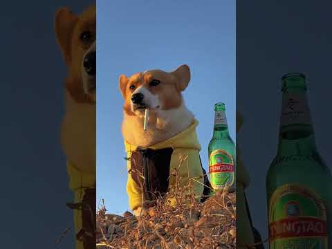 Dogs sad time#trending #viral #youtubeshorts #shortsvideo #funny #youtubeshorts #animal #prabhat