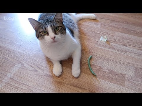 Do Cats Like Green Beans? Stella And The Green Bean