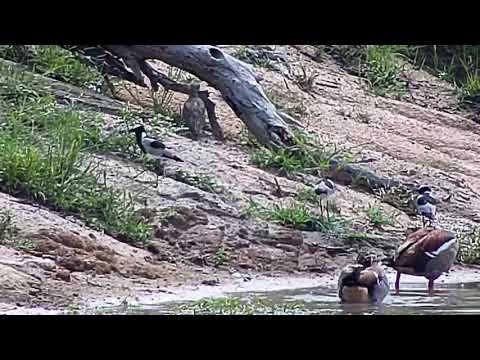Djuma: Egyptian Geese, then Blacksmith Lapwings and Water Thick-knees (no audio) - 10:06 - 02/08/21